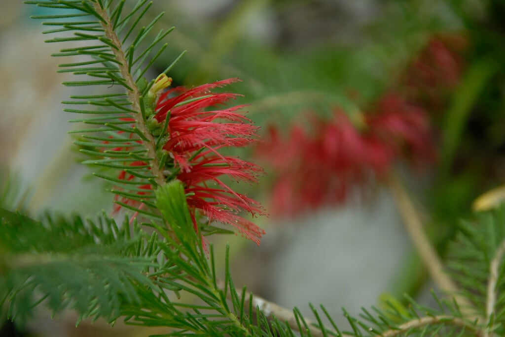 common net bush