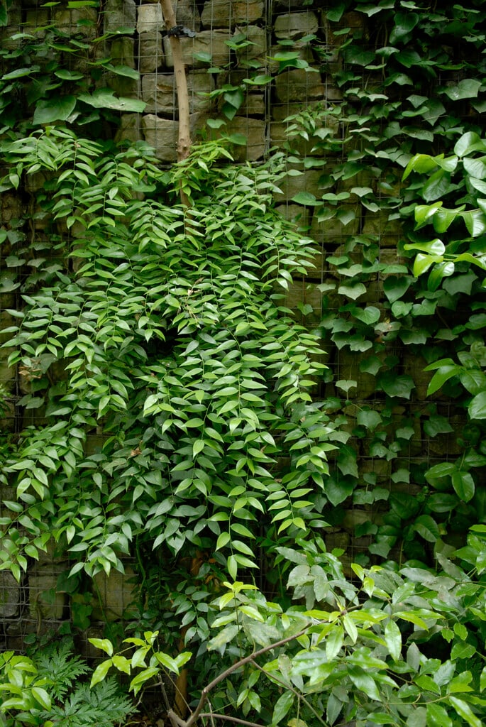 climbing butcher's broom