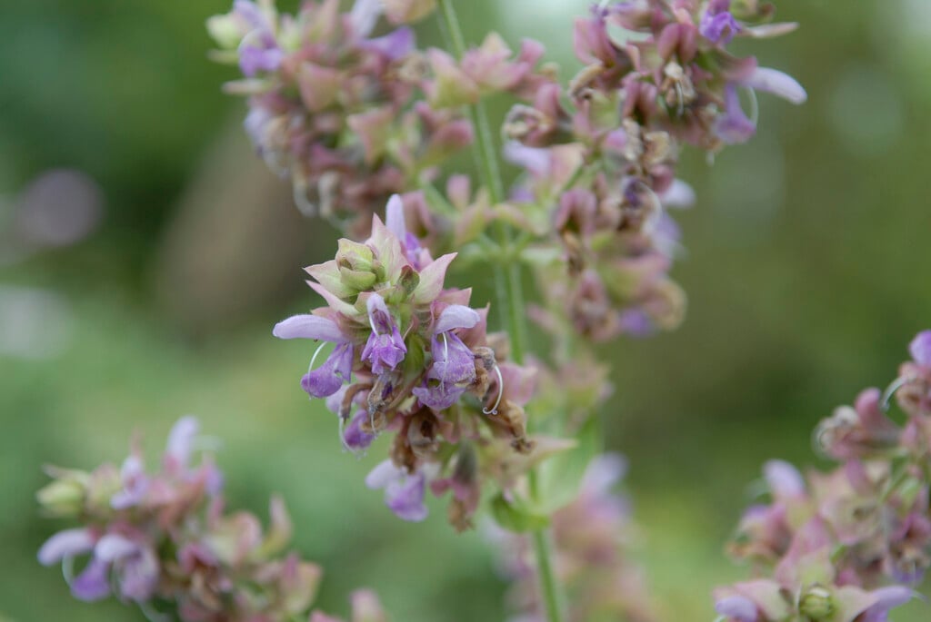 paper sage