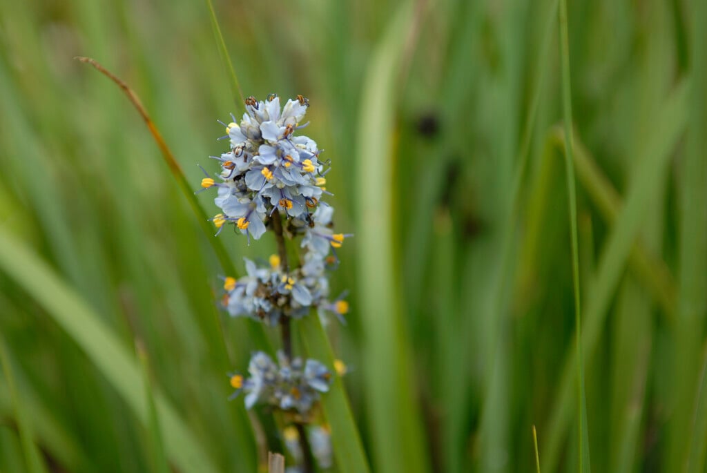 <i>Libertia</i> <i>sessiliflora</i>