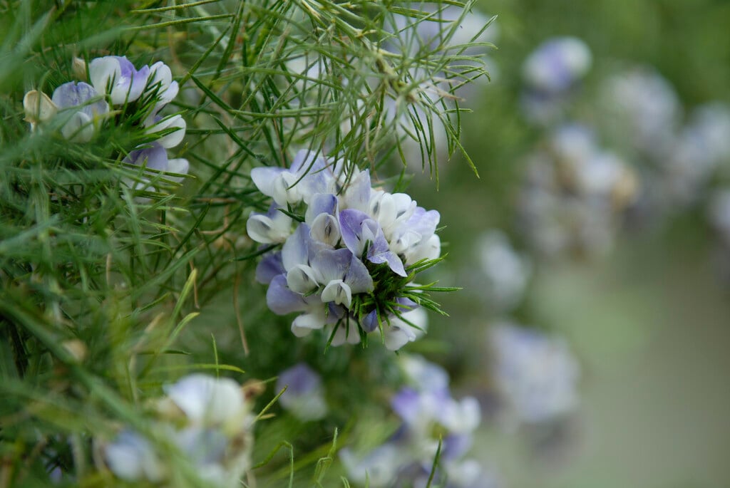 blue pea