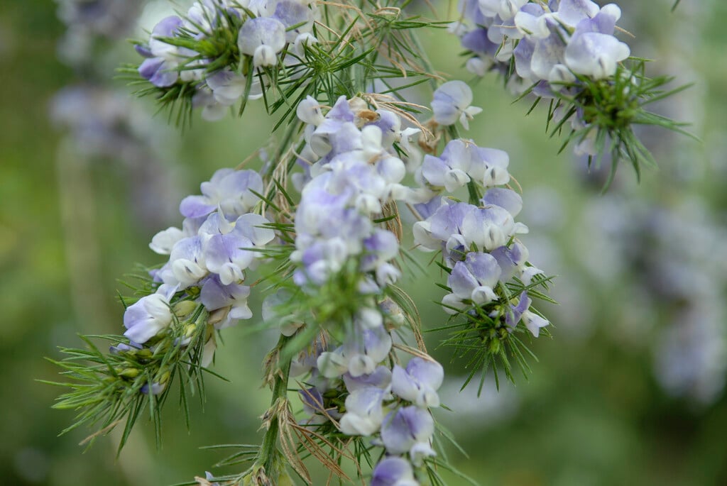 blue pea