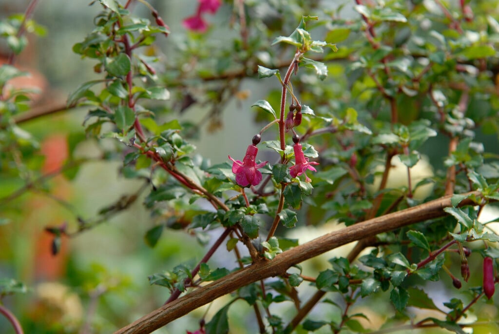 fuchsia 'Reflexa'