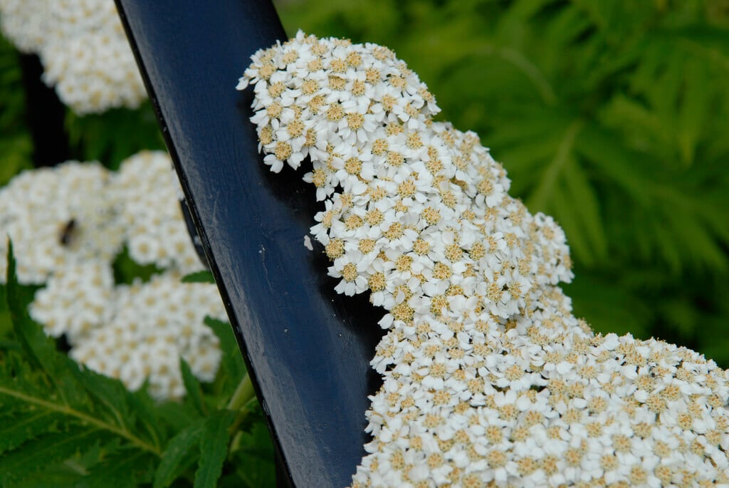 large-leaved yarrow
