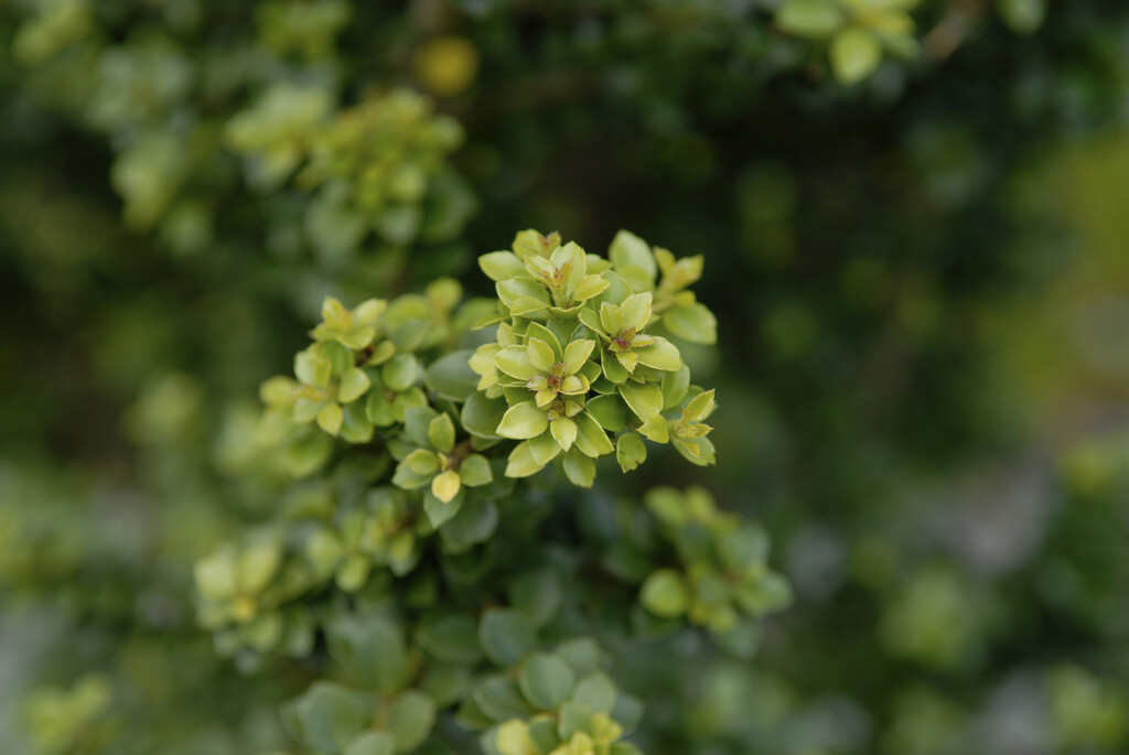 Japanese holly 'Dwarf Pagoda'