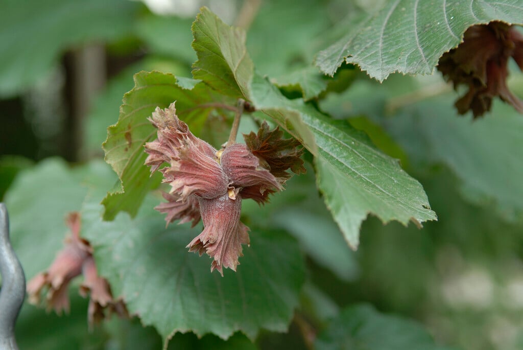 hazel 'Fuscorubra'