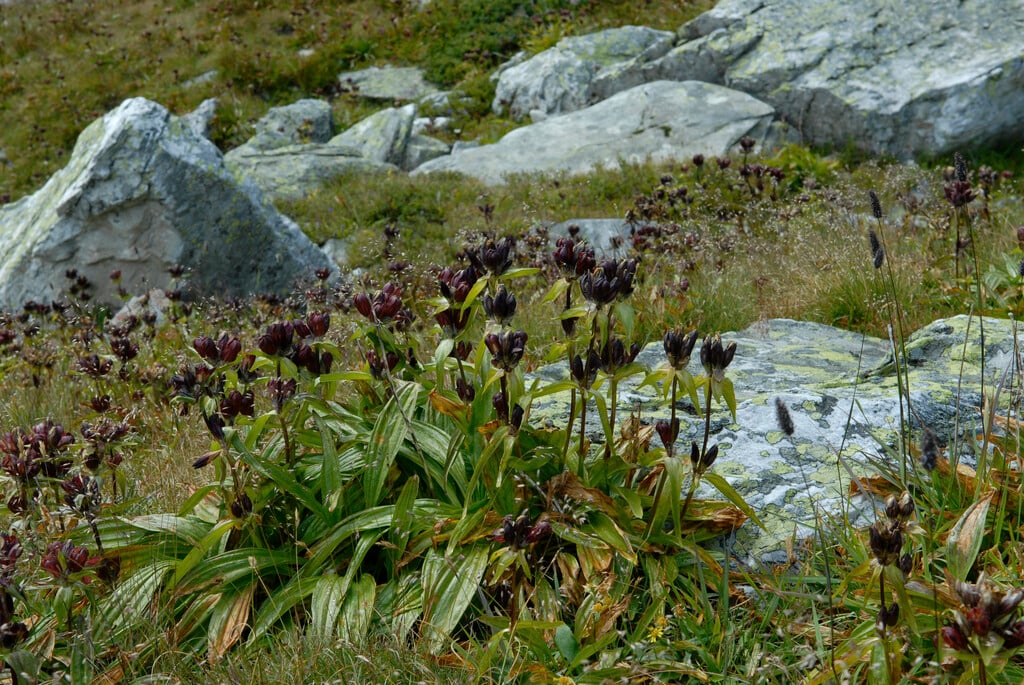 purple-flowered gentian