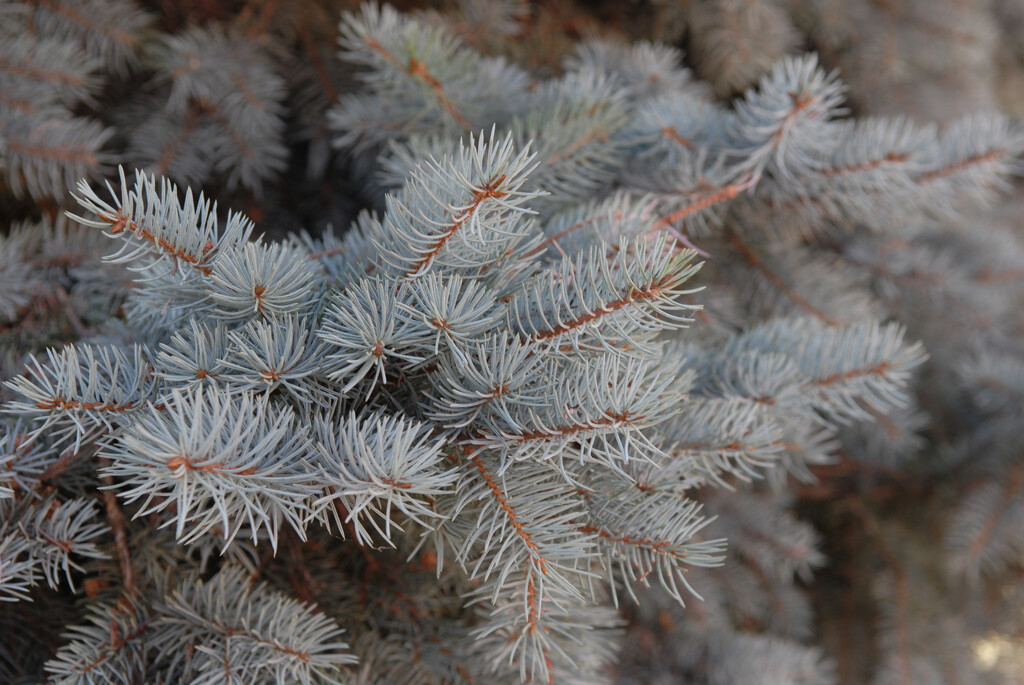 Colorado spruce 'Iseli Fastigiate'