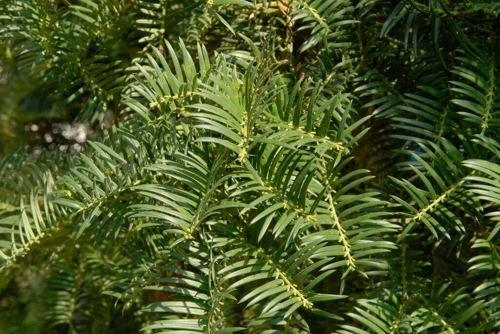Japanese plum yew 'Prostrata'