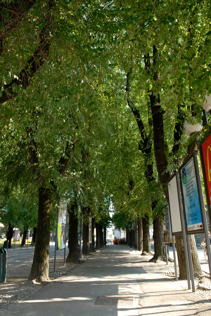 <i>Ulmus</i> 'Dodoens'