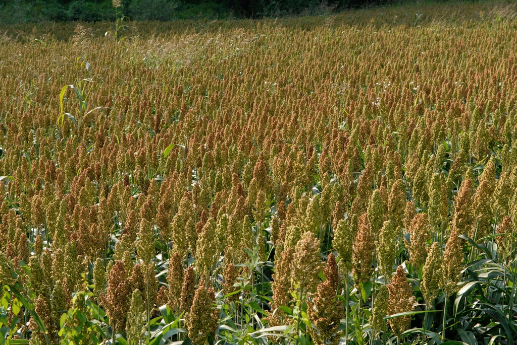 great millet