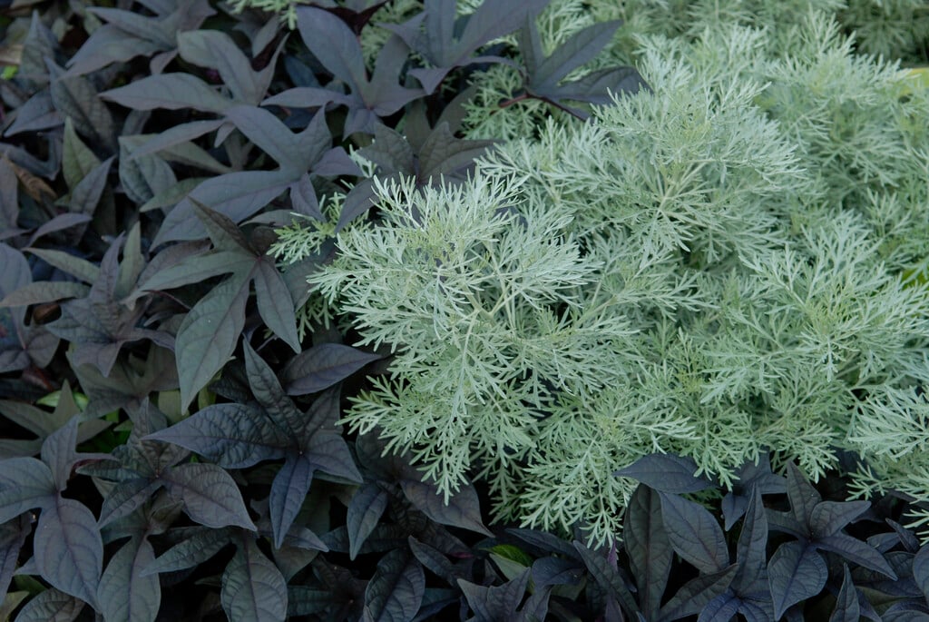 <i>Ipomoea</i> <i>batatas</i> 'Blackie'