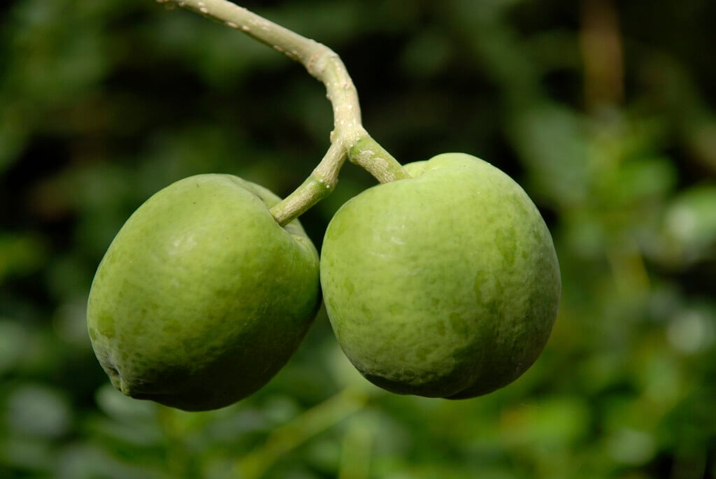 Mexican apple