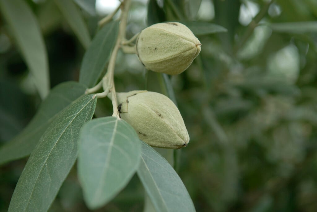 Australian whitewood