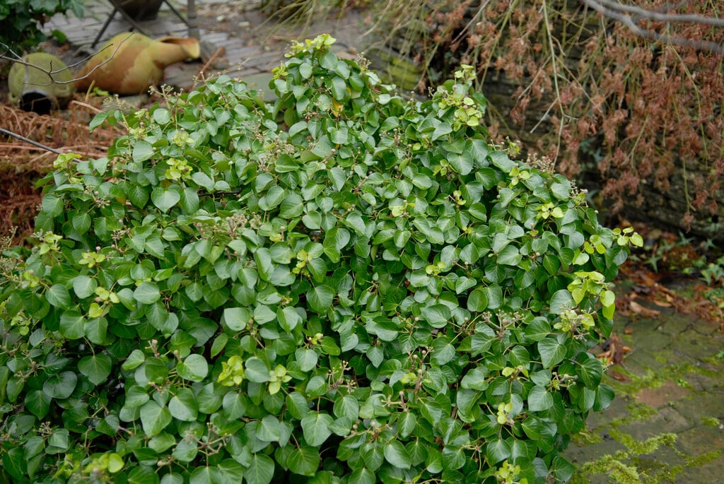 <i>Hedera</i> <i>hibernica</i> 'Arbori Compact'