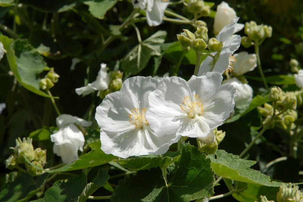 <i>Corynabutilon</i> <i>vitifolium</i> 'Album'