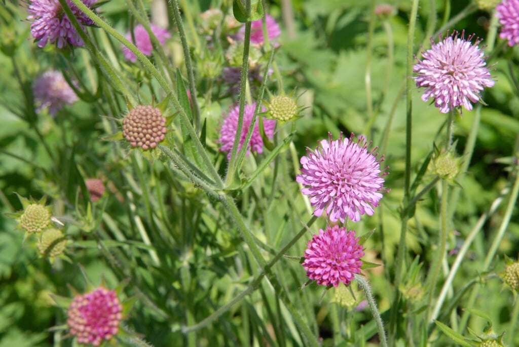 <i>Knautia</i> <i>drymeia</i>