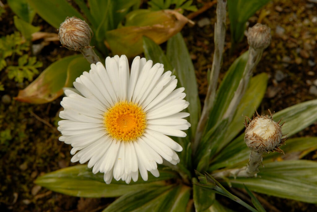 <i>Celmisia</i> <i>spectabilis</i>