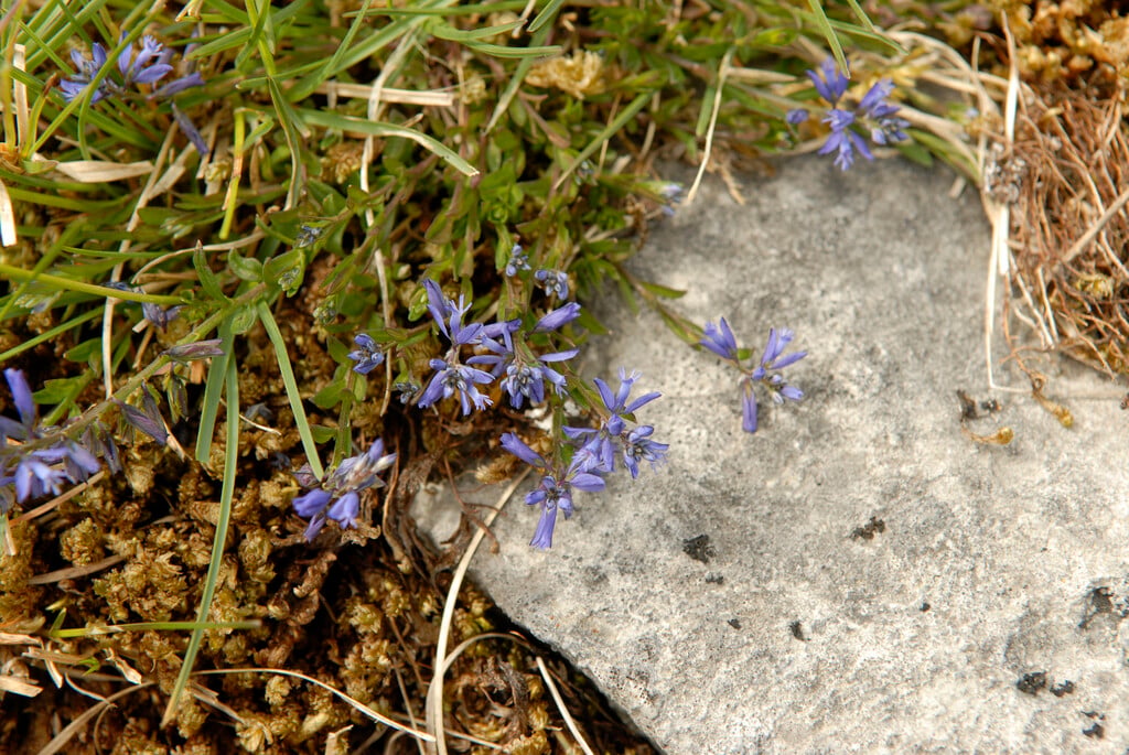 common milkwort