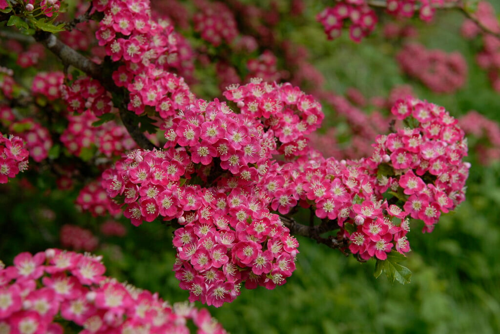 Crataegus laevigata &Punicea& | hawthorn &Punicea& Trees/RHS Gardening