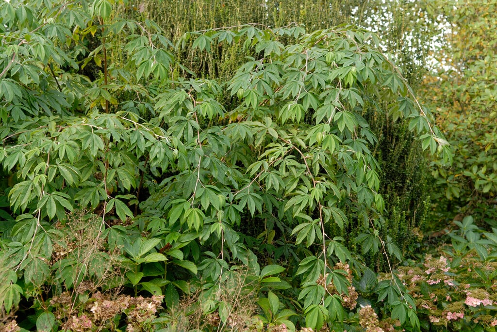silky-leaved bramble