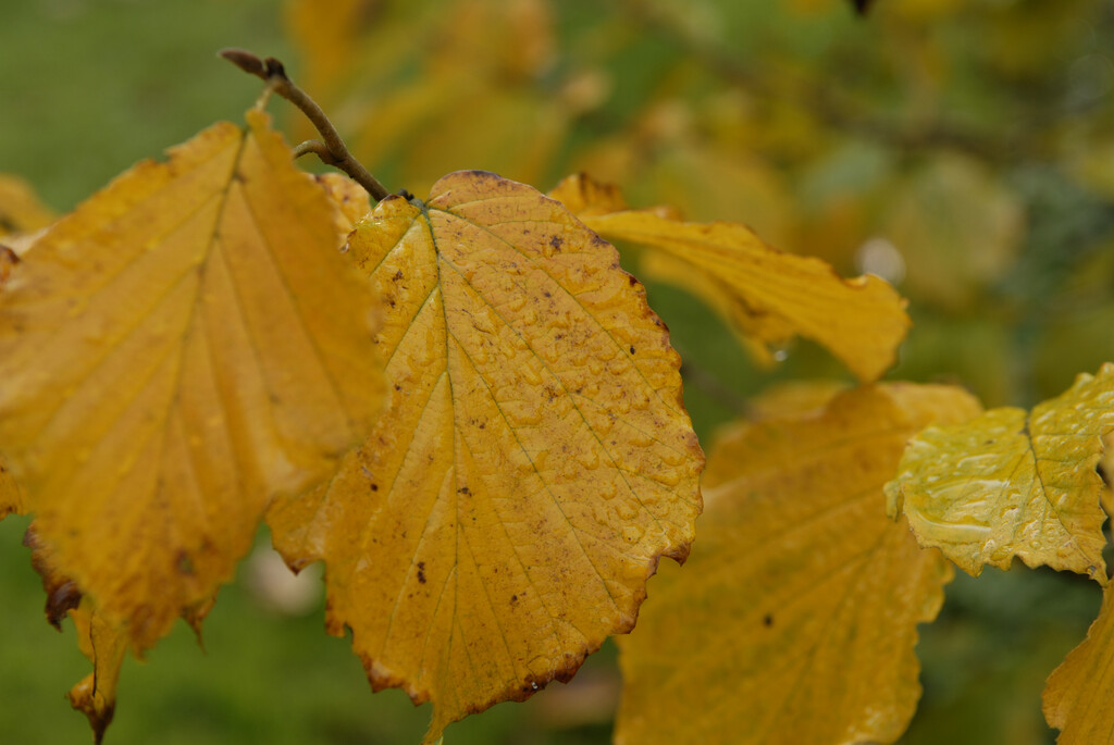 hybrid witch hazel 'Hiltingbury'