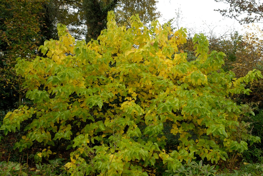 mulberry 'Spirata'