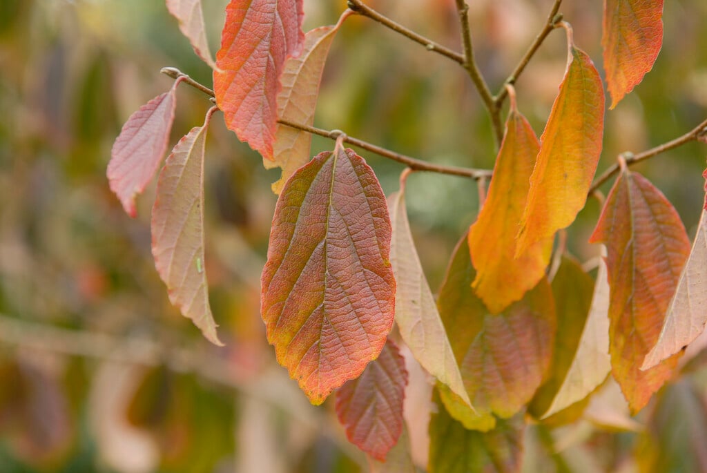 Chinese ironwood