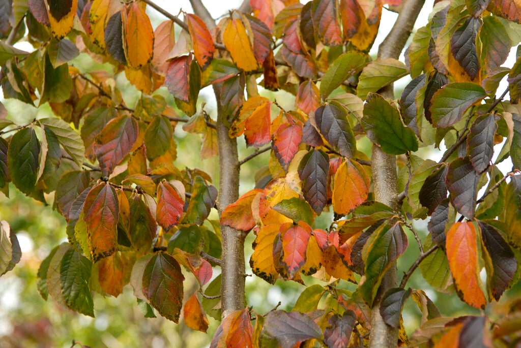 Chinese ironwood
