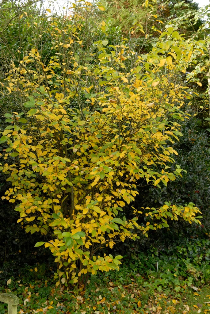spice bush