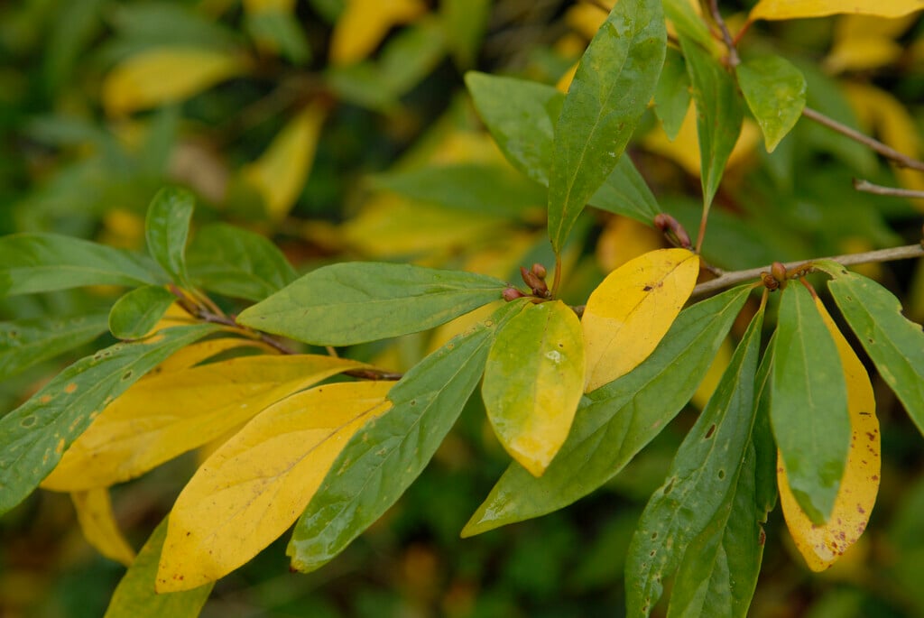 <i>Lindera</i> <i>erythrocarpa</i>