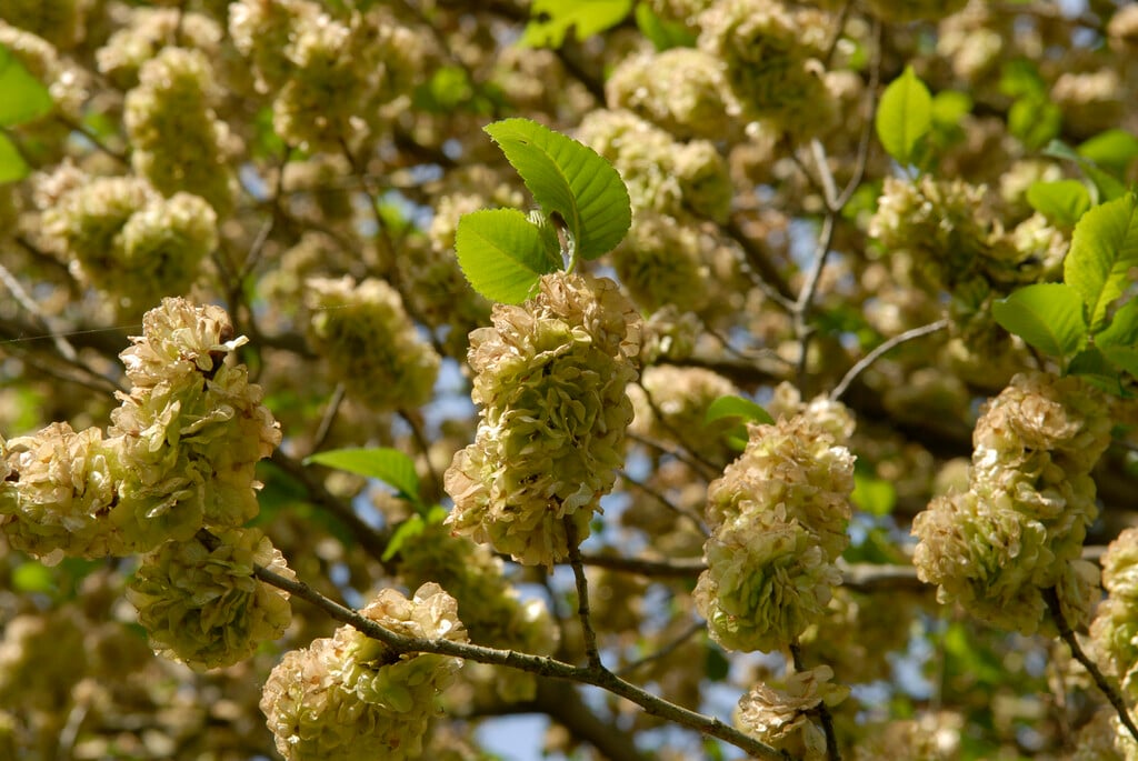 elm 'Lobel'