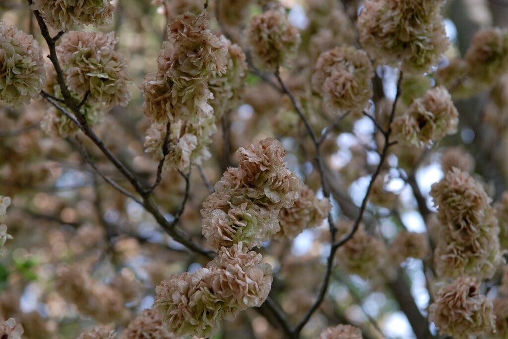 elm 'Lobel'