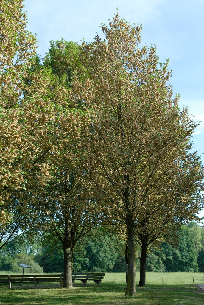 elm 'Lobel'