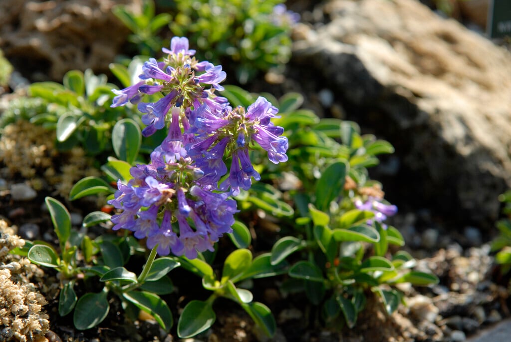Tolmie's small-flowered penstemon