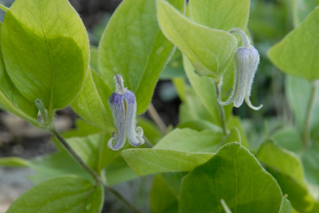 Fremont's crowfoot