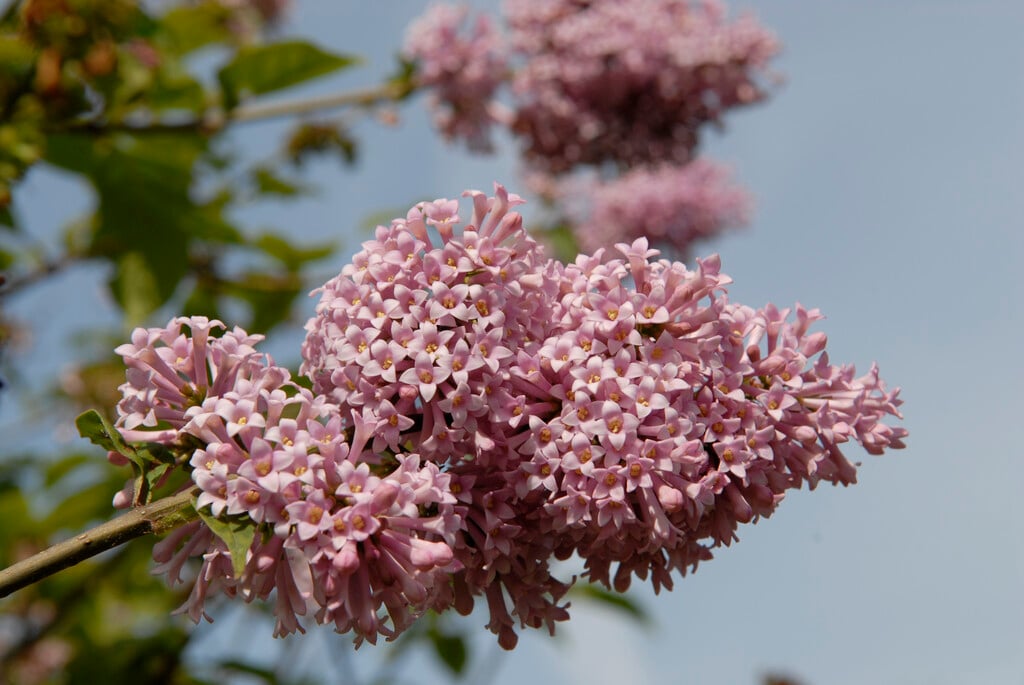 lilac 'Hiawatha'