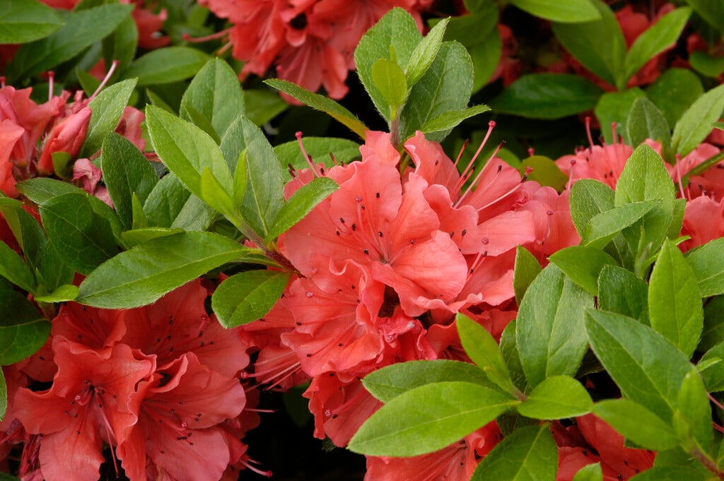 rhododendron 'Satschiko'