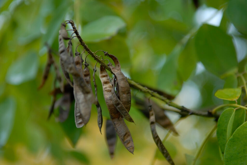 <i>Maackia</i> <i>chinensis</i>