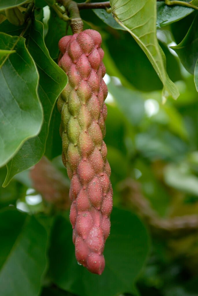 <i>Magnolia</i> 'Laura'