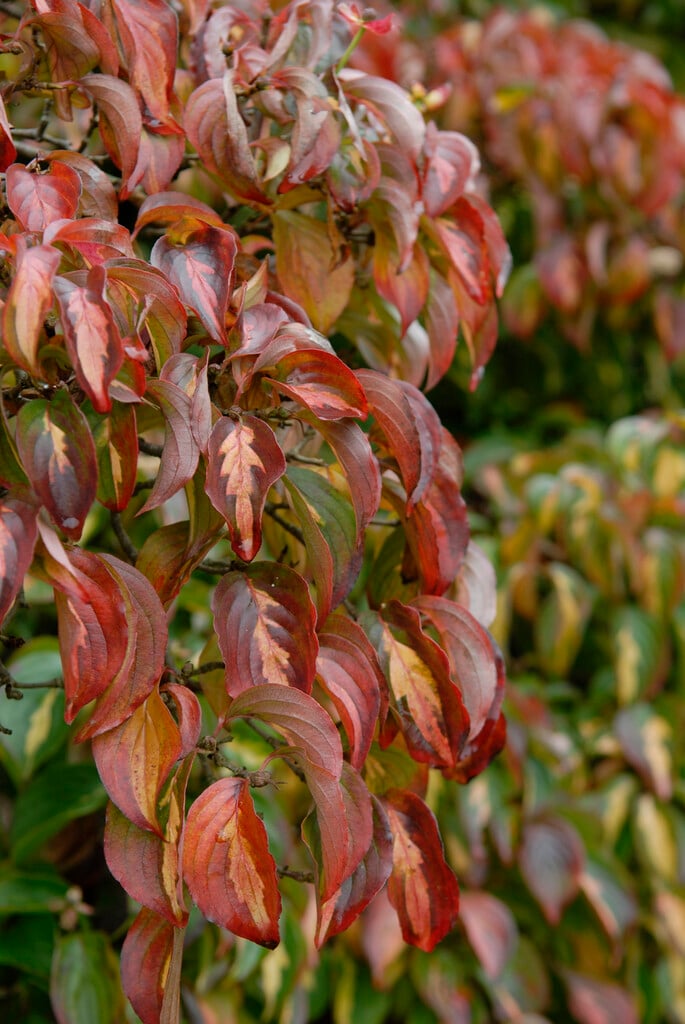 kousa 'Gold Star'