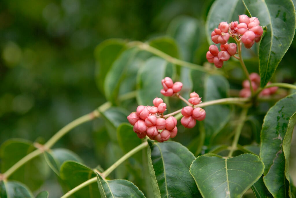 Korean sweetheart tree