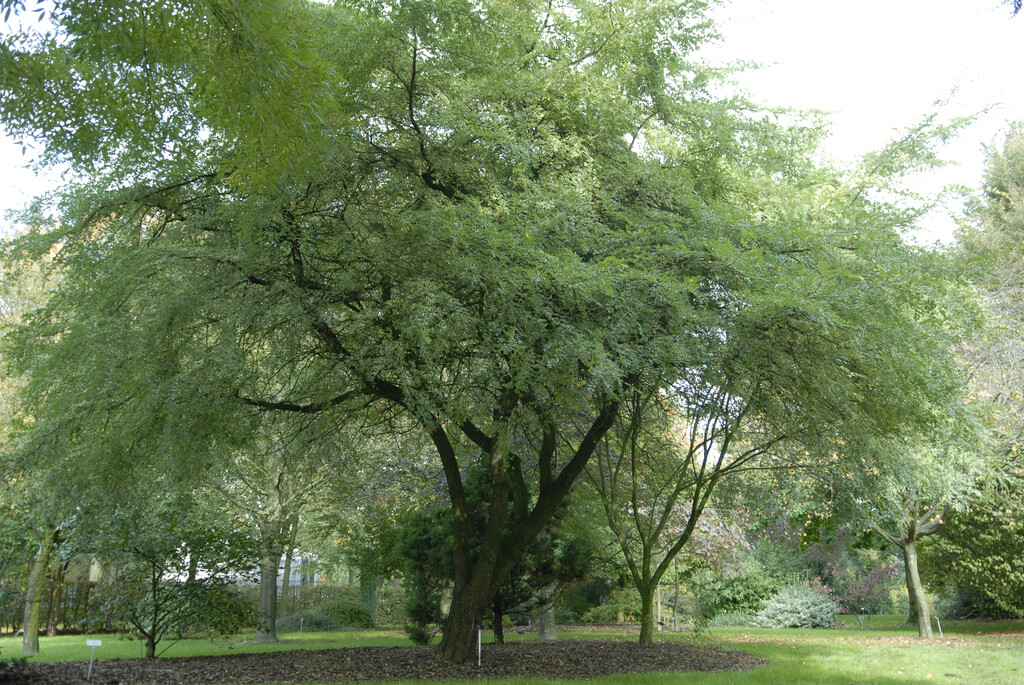 Chinese elm 'Geisha'