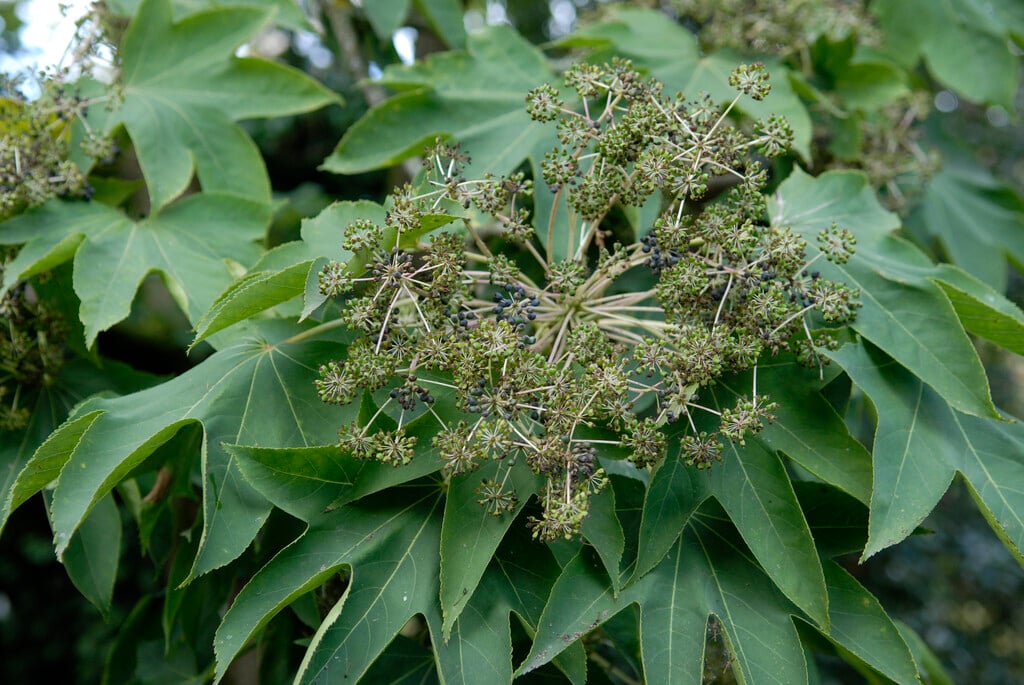 tree aralia