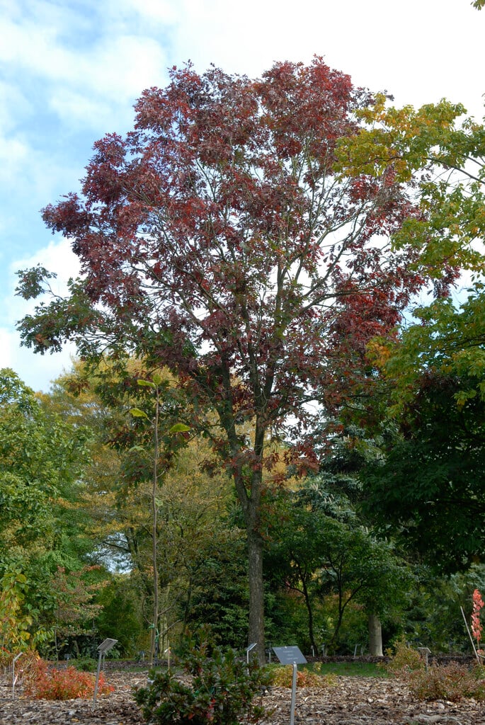 white oak