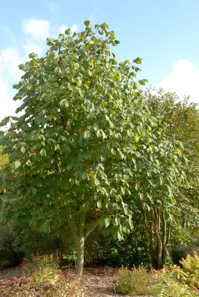 Chinese parasol tree