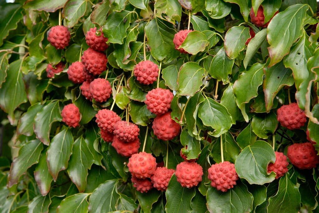 kousa  'Nicole'