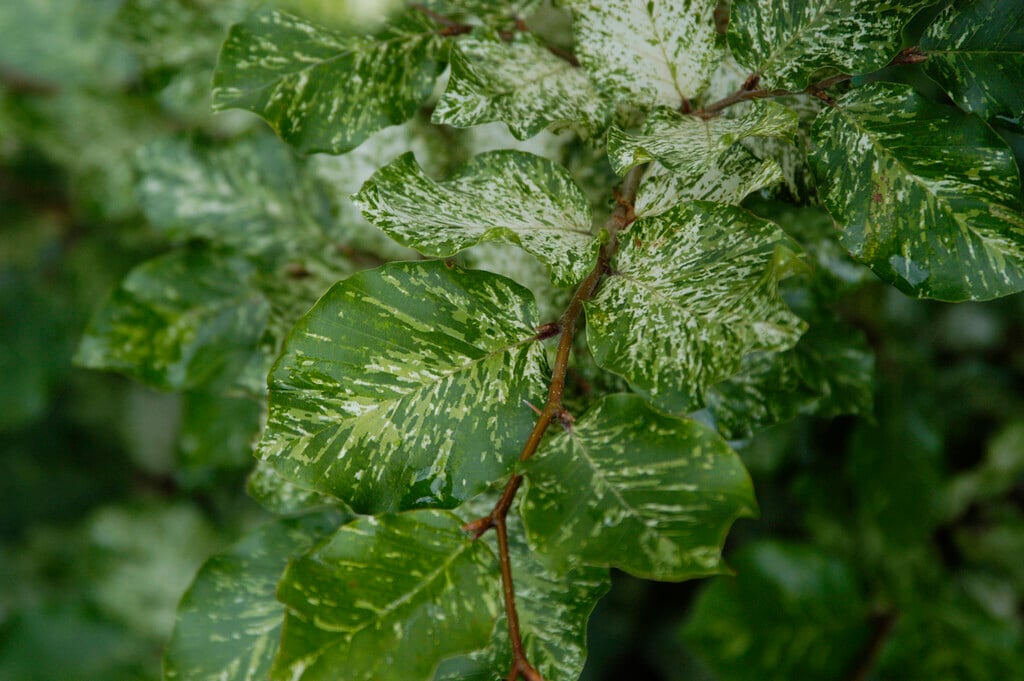 beech 'Rolf Marquardt'