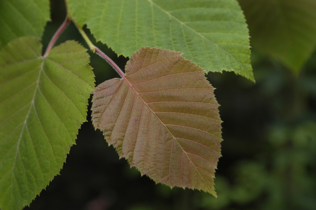 Chinese hazel