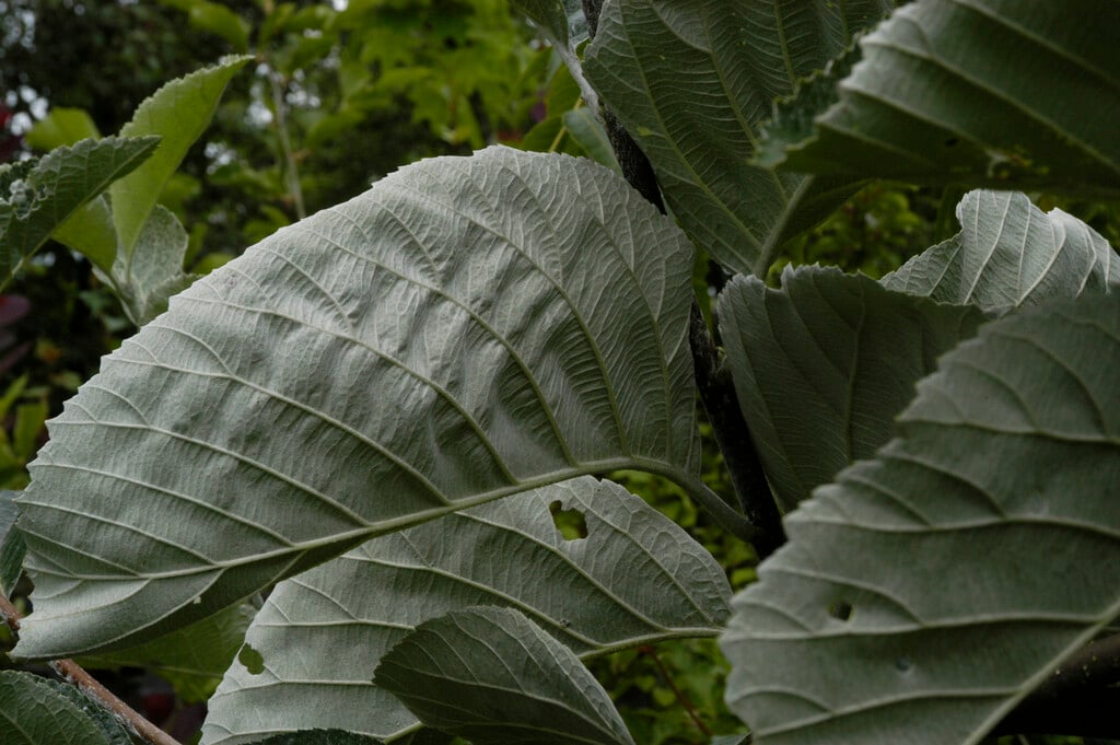 Tibetan whitebeam 'John Mitchell'